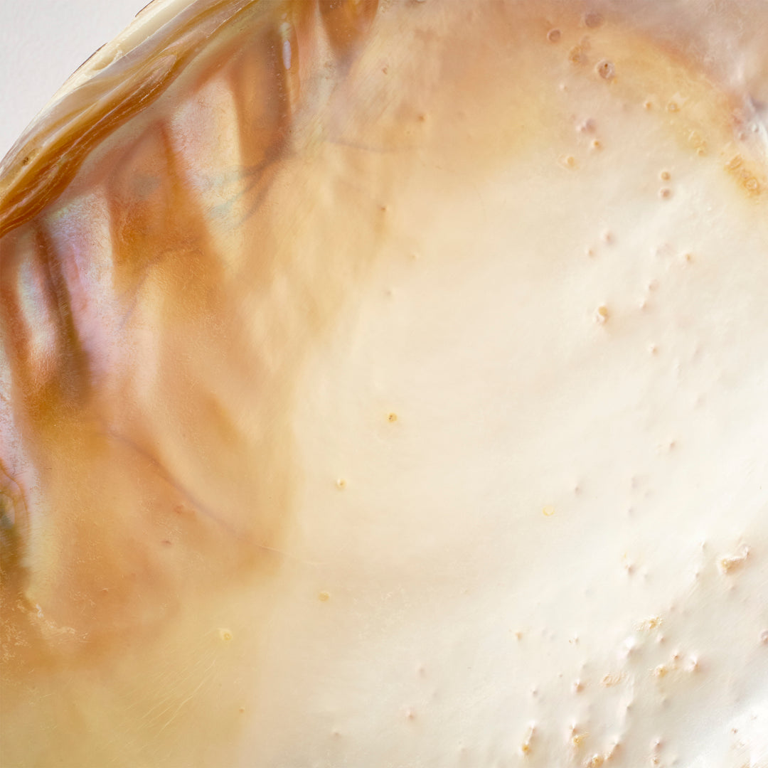 Small Abalone Tray | Small Decorative Tray